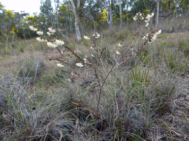 APII jpeg image of Pimelea linifolia  © contact APII