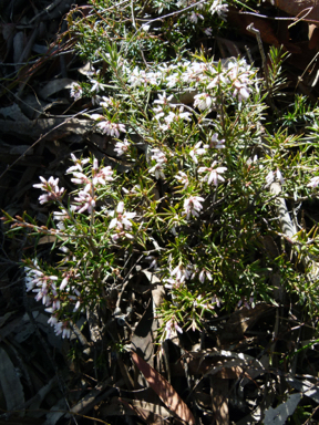 APII jpeg image of Lissanthe strigosa subsp. subulata  © contact APII
