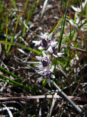 APII jpeg image of Wurmbea dioica subsp. dioica  © contact APII