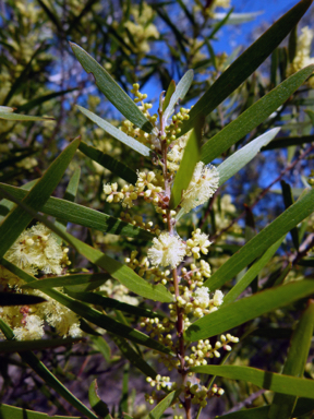 APII jpeg image of Acacia floribunda  © contact APII