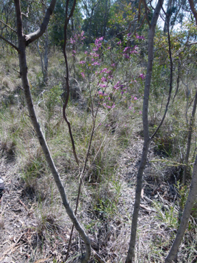 APII jpeg image of Indigofera australis subsp. australis  © contact APII