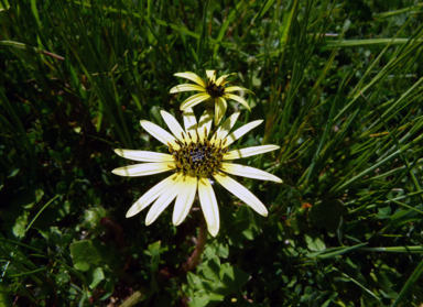 APII jpeg image of Arctotheca calendula  © contact APII