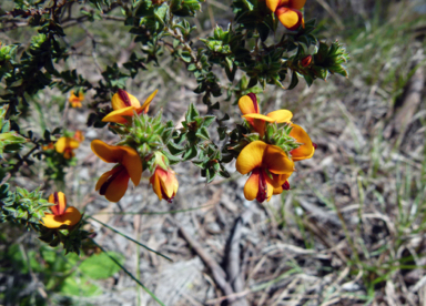 APII jpeg image of Pultenaea procumbens  © contact APII