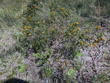 APII jpeg image of Pultenaea procumbens  © contact APII