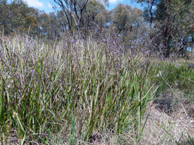 APII jpeg image of Dianella revoluta var. revoluta  © contact APII