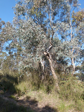 APII jpeg image of Eucalyptus polyanthemos subsp. polyanthemos  © contact APII