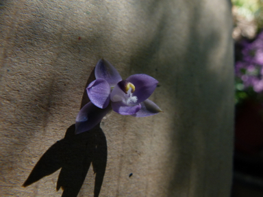 APII jpeg image of Thelymitra pauciflora  © contact APII