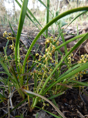 APII jpeg image of Lomandra filiformis subsp. coriacea  © contact APII