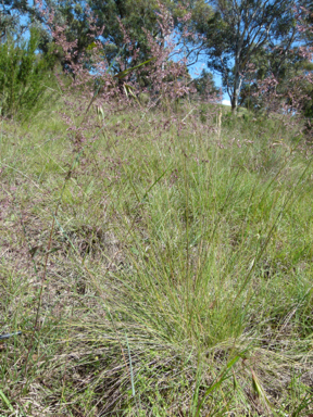 APII jpeg image of Poa labillardierei var. labillardierei  © contact APII