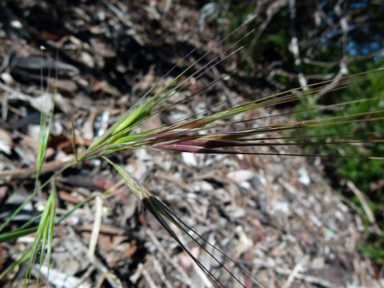 APII jpeg image of Bromus diandrus  © contact APII