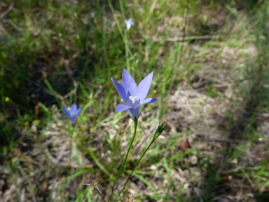 APII jpeg image of Wahlenbergia communis  © contact APII