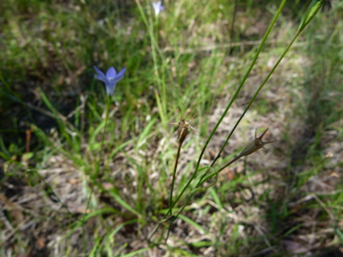 APII jpeg image of Wahlenbergia communis  © contact APII