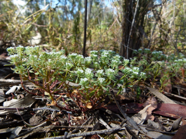 APII jpeg image of Poranthera microphylla  © contact APII