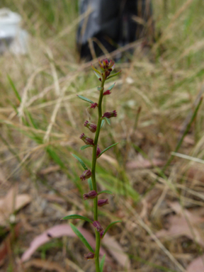 APII jpeg image of Haloragis heterophylla  © contact APII