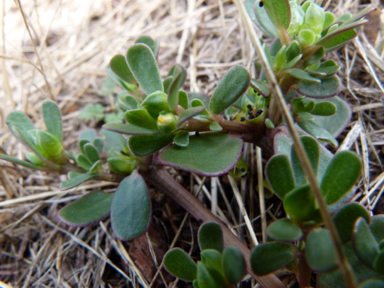 APII jpeg image of Portulaca oleracea  © contact APII