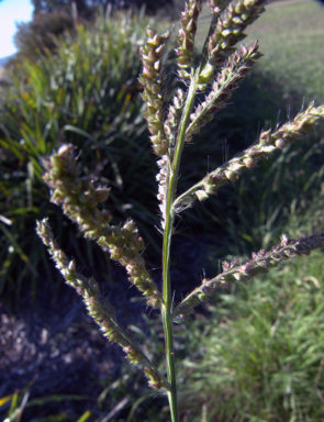 APII jpeg image of Echinochloa crus-galli  © contact APII