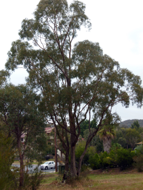 APII jpeg image of Eucalyptus bridgesiana  © contact APII