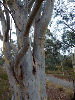 APII jpeg image of Eucalyptus rossii  © contact APII