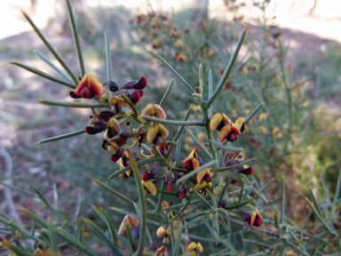 APII jpeg image of Daviesia genistifolia  © contact APII