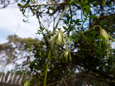 APII jpeg image of Clematis leptophylla  © contact APII