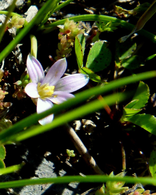 APII jpeg image of Romulea minutiflora  © contact APII