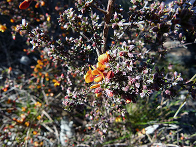 APII jpeg image of Pultenaea microphylla  © contact APII