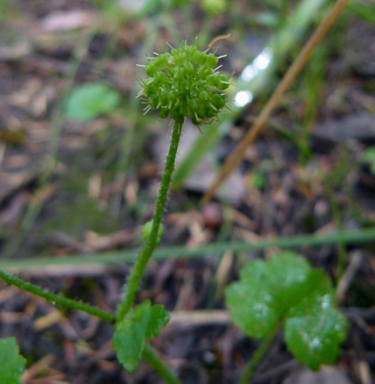 APII jpeg image of Hydrocotyle laxiflora  © contact APII