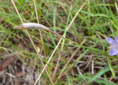 APII jpeg image of Wahlenbergia luteola  © contact APII