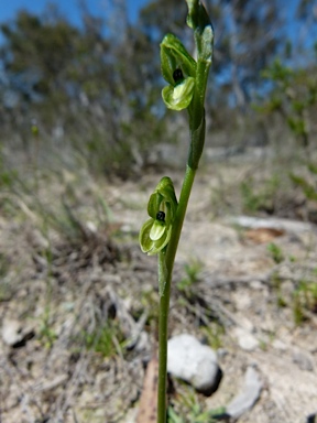 APII jpeg image of Hymenochilus bicolor  © contact APII