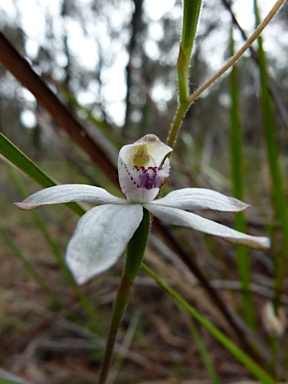 APII jpeg image of Caladenia moschata  © contact APII