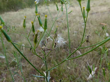 APII jpeg image of Senecio quadridentatus  © contact APII