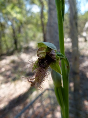 APII jpeg image of Calochilus therophilus  © contact APII