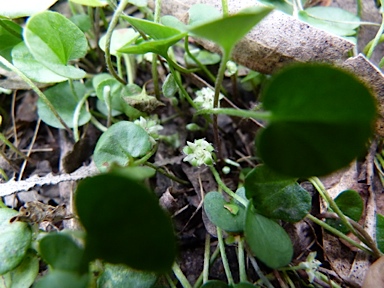 APII jpeg image of Dichondra repens  © contact APII