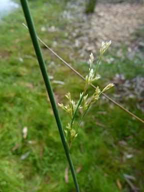 APII jpeg image of Juncus sarophorus  © contact APII