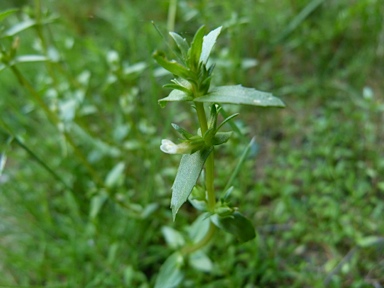 APII jpeg image of Gratiola pumilo  © contact APII