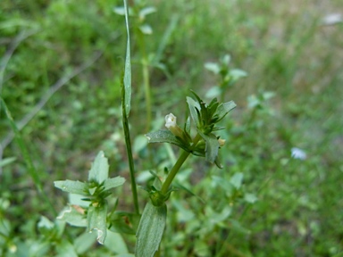 APII jpeg image of Gratiola pumilo  © contact APII