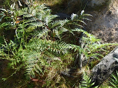 APII jpeg image of Pteridium esculentum  © contact APII