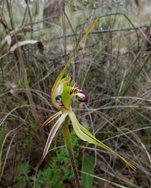 APII jpeg image of Caladenia phaeoclavia  © contact APII