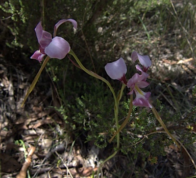 APII jpeg image of Diuris dendrobioides  © contact APII