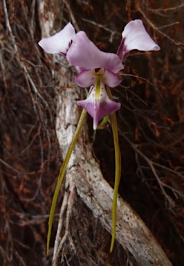 APII jpeg image of Diuris dendrobioides  © contact APII