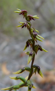 APII jpeg image of Corunastylis clivicola  © contact APII