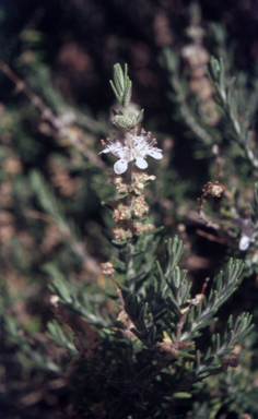 APII jpeg image of Dicrastylis verticillata  © contact APII