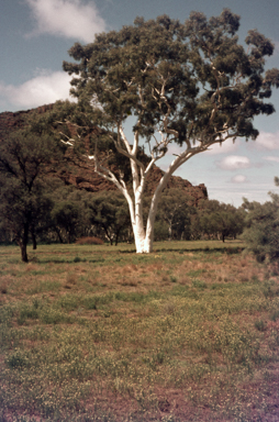 APII jpeg image of Corymbia papuana  © contact APII