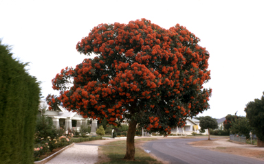 APII jpeg image of Corymbia ficifolia  © contact APII