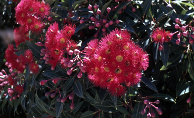 APII jpeg image of Corymbia ficifolia  © contact APII