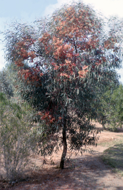 APII jpeg image of Eucalyptus torquata  © contact APII