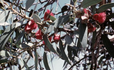 APII jpeg image of Eucalyptus tetraptera  © contact APII