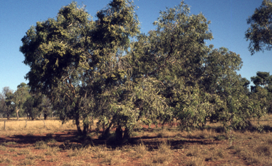 APII jpeg image of Corymbia polycarpa  © contact APII