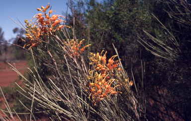 APII jpeg image of Grevillea juncifolia  © contact APII