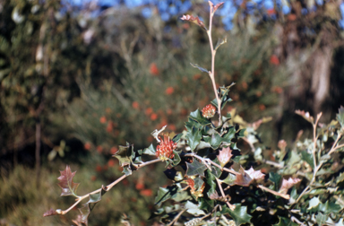APII jpeg image of Grevillea ilicifolia  © contact APII